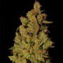 CBD Critical Cure Feminised