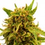 CBD Critical Cure Feminised