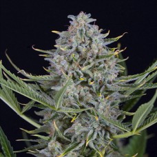 Auto Cookies Feminised