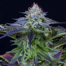 Auto CBD Dinamed Kush Feminised