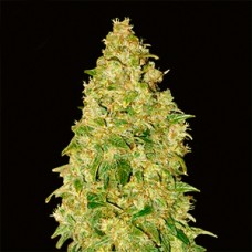 Durban Poison Feminised Gold