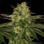 Gorilla Zkittlez Feminised Gold