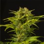 Auto Haze XXL Feminised