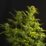 Auto Haze XXL Feminised