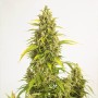 Auto Haze XXL Feminised