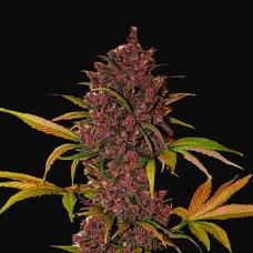 Auto LSD-25 Feminised