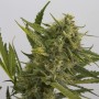 Auto OG Kush Feminised