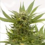 Auto Sour Diesel Feminised