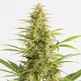 Auto Sour Diesel Feminised