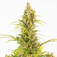 Auto CBD White Widow Feminised