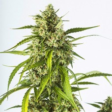 Auto White Widow XXL Feminised