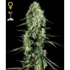 Super Silver Haze Feminised