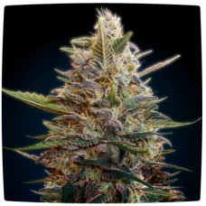 Auto Blue Diesel Feminised