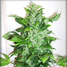 Auto Big Bud Feminised