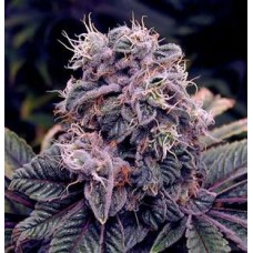 Auto Blueberry Feminised