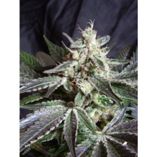 Auto Black Jack