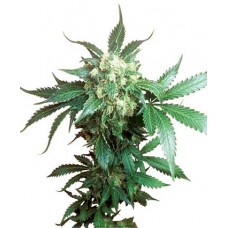 Auto Black Domina Feminised