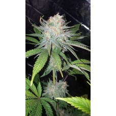 Auto Blue Dream Feminised