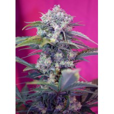 Auto Cream Mandarine