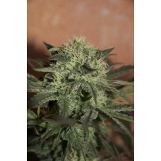 Auto Lemon Feminised F1 Seedsman