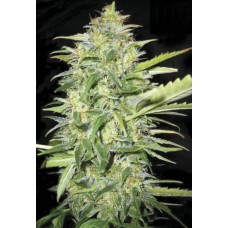 Auto Lime Skunk Feminised