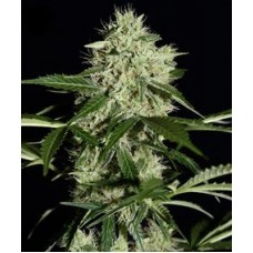 Auto Northern Lights Feminised