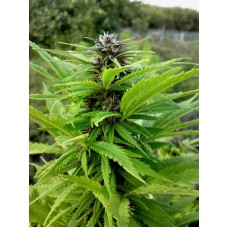 Auto Original Orange Bud Feminised