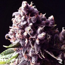 Auto Purple Feminised