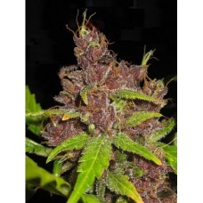 Auto Purple Mazar