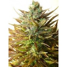 Auto Sour Diesel Feminised