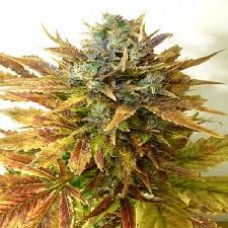 Auto Sour Diesel Feminised