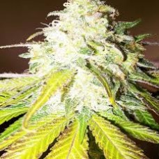 Auto Sour Diesel Feminised