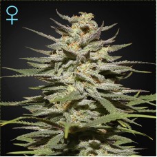 Auto Super Lemon Haze CBD Feminised