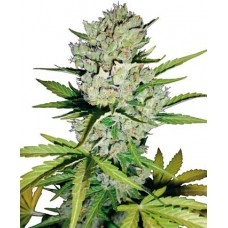 Auto Super Skunk feminised