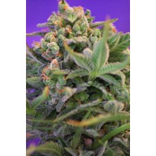 Auto Sweet Cheese Feminised