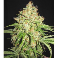 Auto White Russian feminised