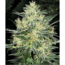 Auto White Russian feminised