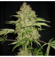 Auto White Russian