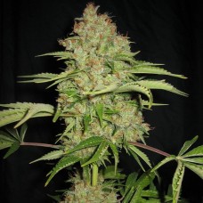 Auto White Russian