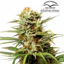 Auto White Widow