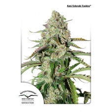 Auto Colorado Cookies Feminised