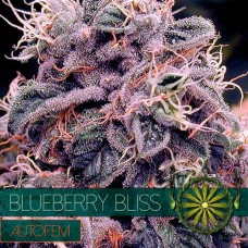 Auto Blueberry Bliss Feminised