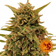 Blueberry OG Feminised