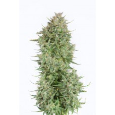 Auto Blue Kush XXL Feminised