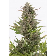 Auto Critical CBD Feminised