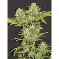 Critical Super Silver Haze Feminised