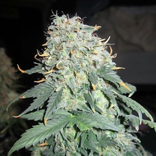 Easy Ryder Autoflowering Feminised