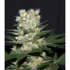 G13 Feminised