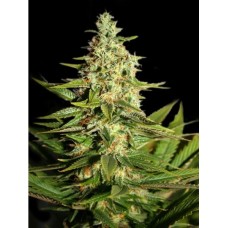 G13 Skunk Feminised