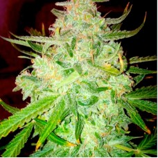 Auto Blueberry Haze Feminised